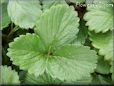 green strawberry leaf pictures