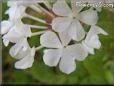white plumbago flower