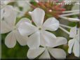 white plumbago flower