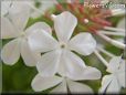 white plumbago flower