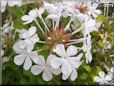 white plumbago flower