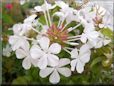 white plumbago flower