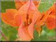 orange bougainvillea flower
