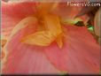 pink canna flower