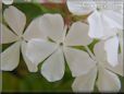 white plumbago flower