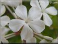 white plumbago flower