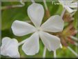 white plumbago flower