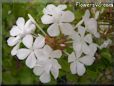 white plumbago flower