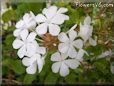white plumbago flower