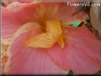 pink canna flower