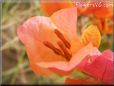 orange bougainvillea pictures