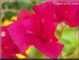 dark pink bougainvillea flower