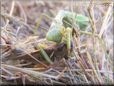 preying mantis eating grasshopper wings off