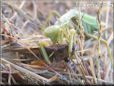 preying mantis eating grasshopper wings off