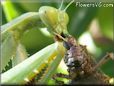preying mantis eating grasshopper insect head