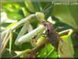 preying mantis eating grasshopper insect head