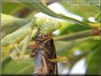 preying mantis eating grasshopper