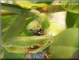preying mantis eating grasshopper