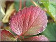 maroon strawberry leaf
