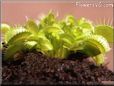 venus flytrap