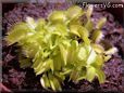 venus fly trap plant