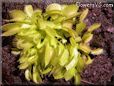 venus fly trap picture