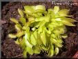 fly trap plant