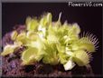 growing venus fly trap