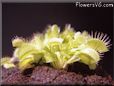 giant venus fly trap
