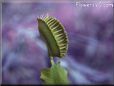 venus fly trap flower picture