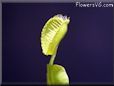venus fly trap flower picture