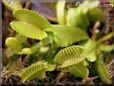venus fly trap flower picture