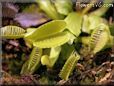 venus fly trap flower picture