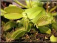 venus fly trap flower picture