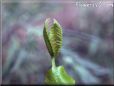 venus fly trap flower picture