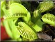 venus fly trap flower picture