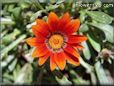 gazania flower picture