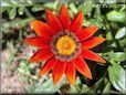 gazania flower picture