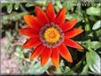 gazania flower picture