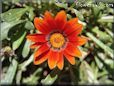 gazania flower picture