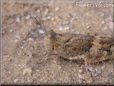 grasshopper picture