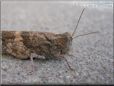 grasshopper picture