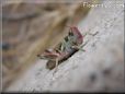 grasshopper picture