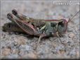grasshopper picture