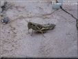 grasshopper picture