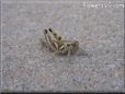 grasshopper picture