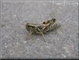 grasshopper picture