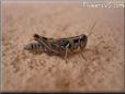 grasshopper picture
