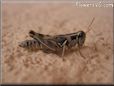 grasshopper picture