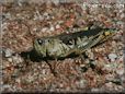 grasshopper picture